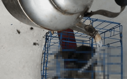 甚至许多"支持虐猫派"开始转移焦点,宣称"虐猫只是个人行为,不伤及