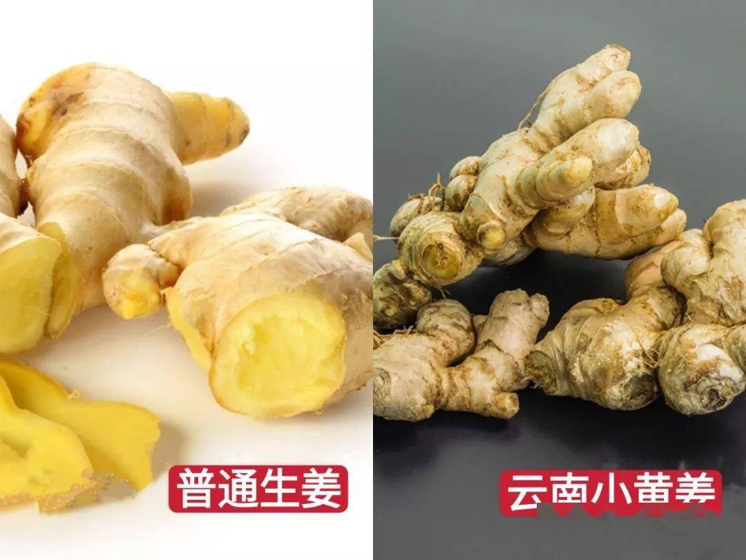 云南高山小黄姜一挖一麻袋炒菜味更香