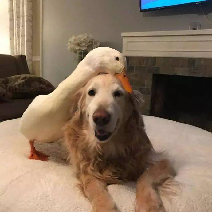 老实大金毛经常被鸭子欺负,这次终于逮到机会报仇了._保护