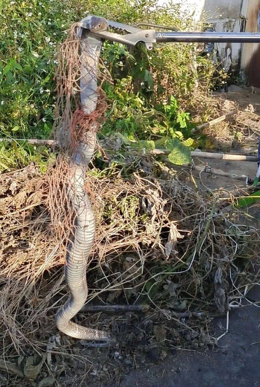 钱库一家里发现大毒蛇,有5斤重!