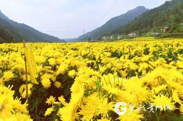 花开正艳幸福正浓岩孔街道金丝皇菊基地见闻
