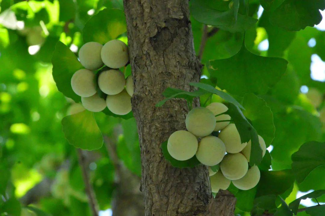 每日植物 | 银杏 Ginkgo biloba-搜狐大视野-搜狐新闻