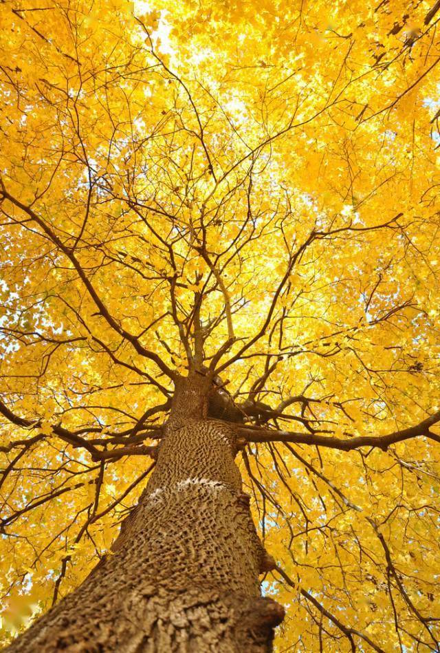每日植物 | 银杏 Ginkgo biloba-搜狐大视野-搜狐新闻