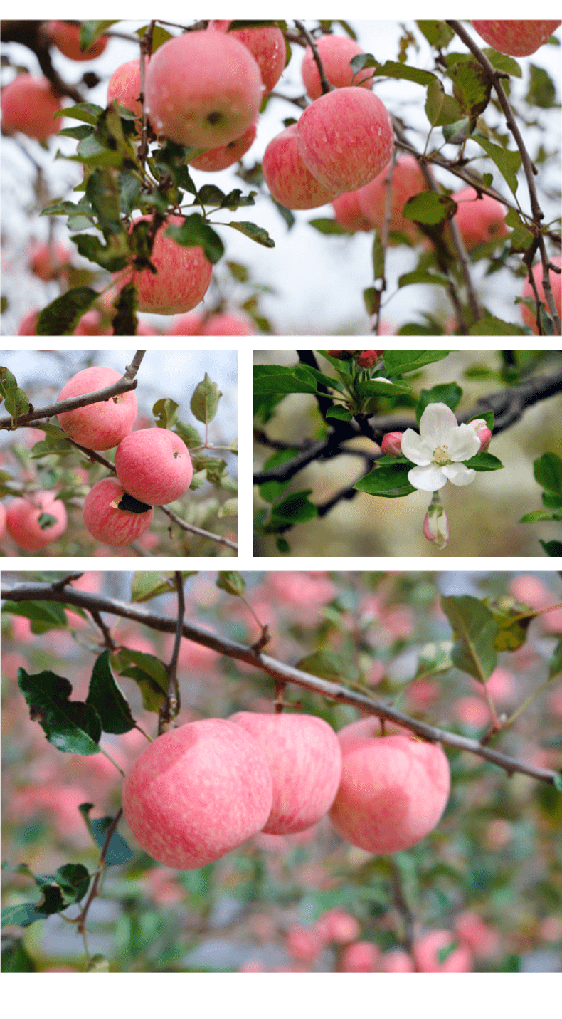 风味酸甜,脆而多汁的宁夏中卫特产——沙坡头苹果