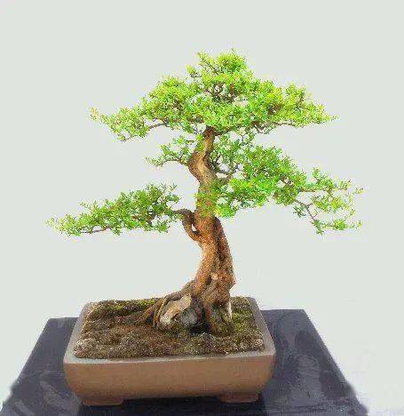 浅谈小叶女贞盆景的培植方法及病虫防治2