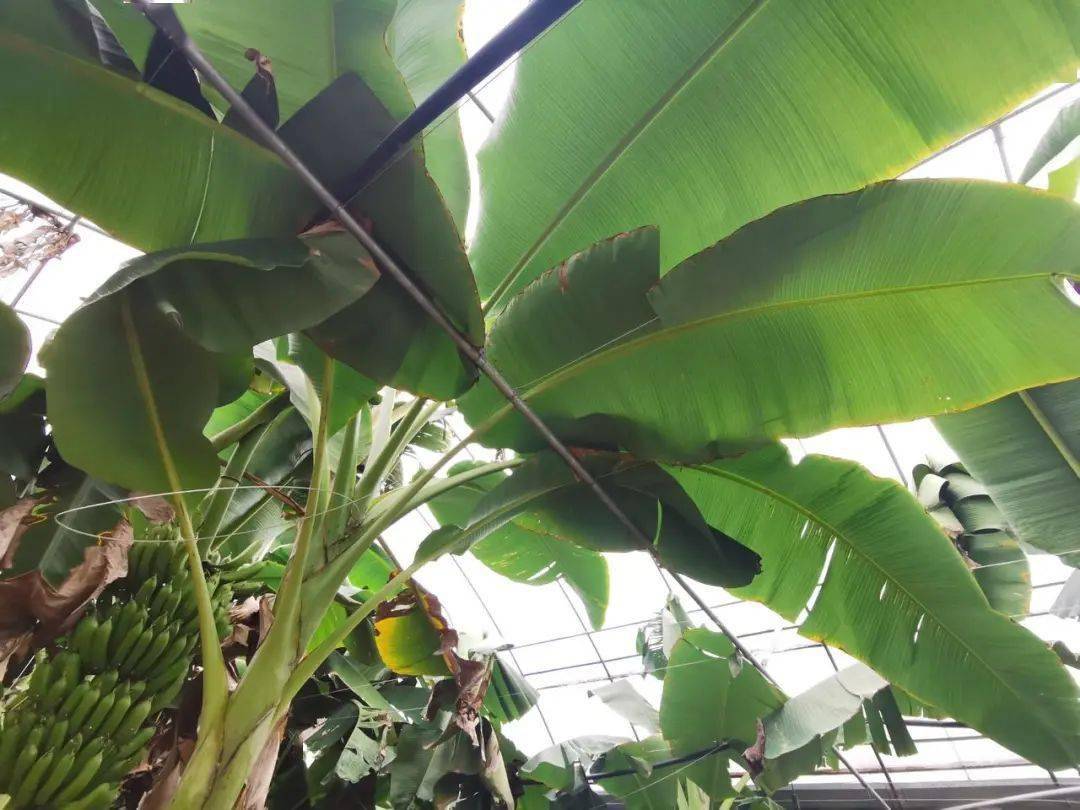 "芝麻蕉""妃子笑"……这位浦江大叔有个热带果园梦!