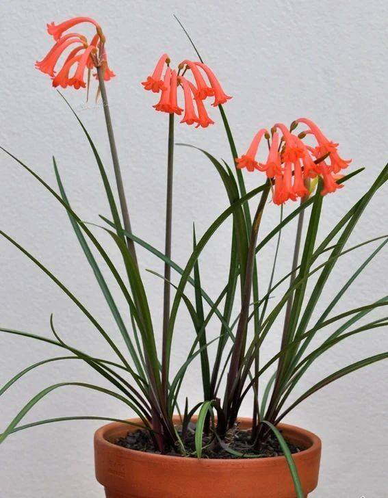 花朵小巧耐看的垂筒花一个种球种一个盆来年子球长满盆