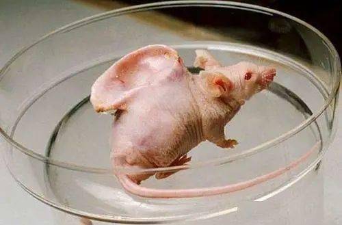 浑身肌肉的牛背上长耳朵的老鼠5个真实存在的怪异人造生物