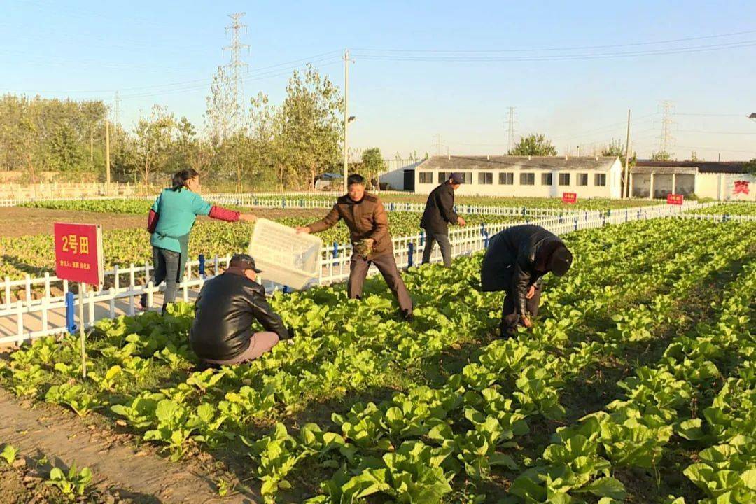 走一起去泗陽種菜體驗真實版開心農場