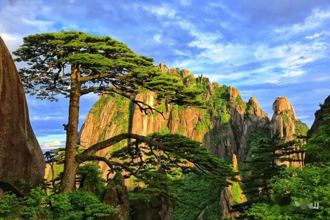 迎客松美图集锦带您走进国宝的一年四季