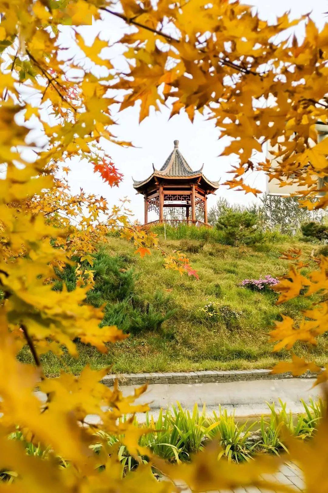 内黄秋色最美的风景就在你身边