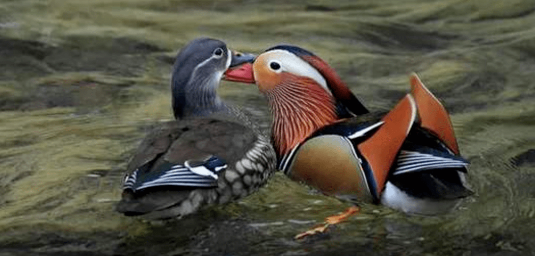 难免成为古人爱情的象征,但事实上鸳鸯并非终身配偶制鸟类,它们的爱情