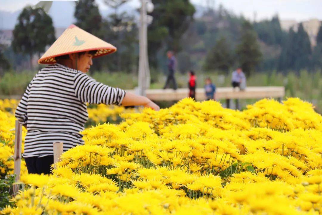 在文成县二源湖田村食用花卉基地里,100多亩的金丝皇菊花海里,采花