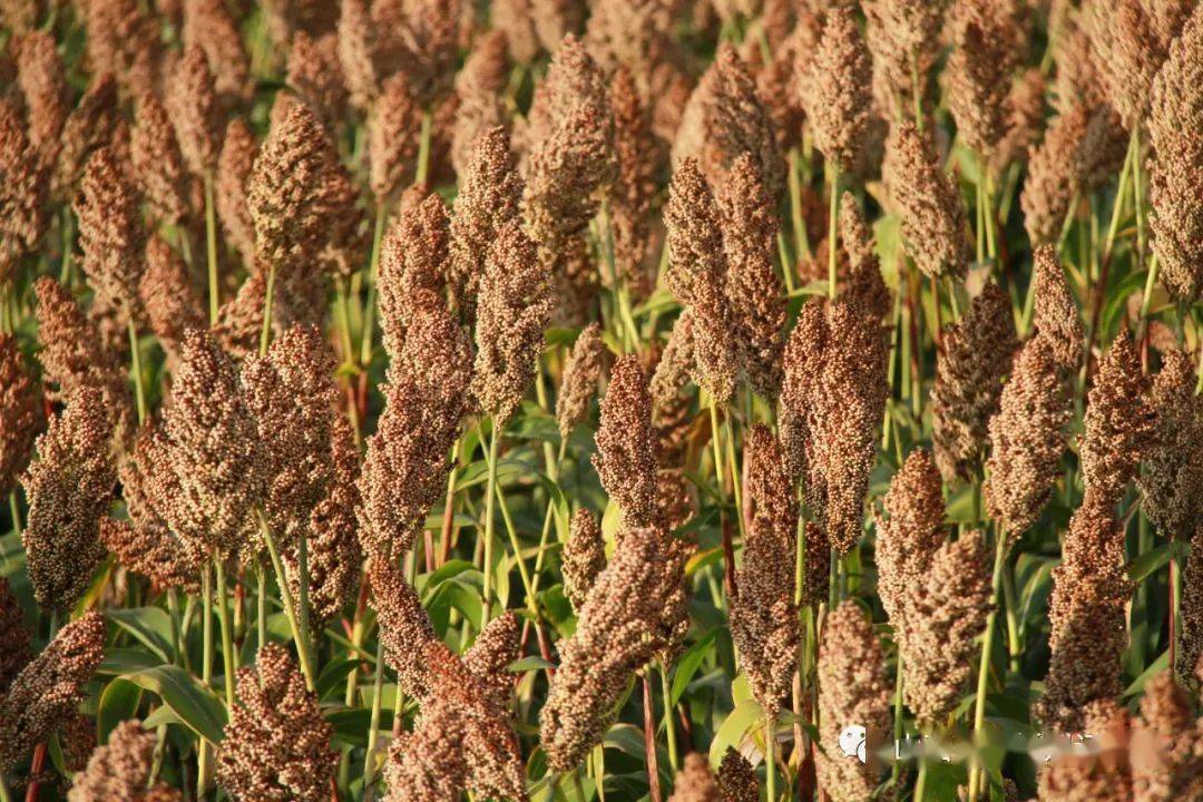 一都五乡九地标:忻州杂粮享誉全国_种植
