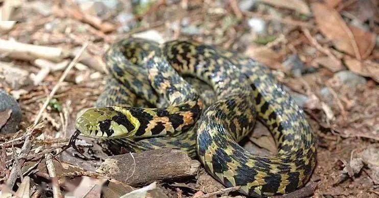 國家禁養野生動物名錄出臺萌寵項目注意了