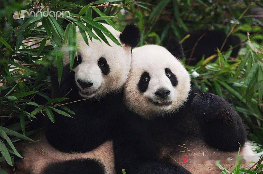 从吃饭看出双胞胎有多默契