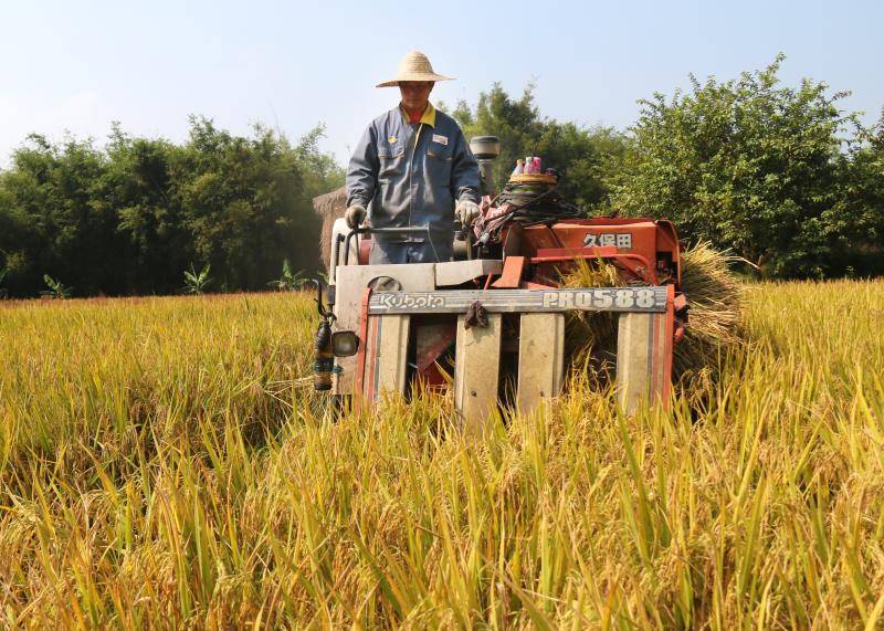 金黄的稻谷丰收的季节广州从化19万亩水稻进入收割期