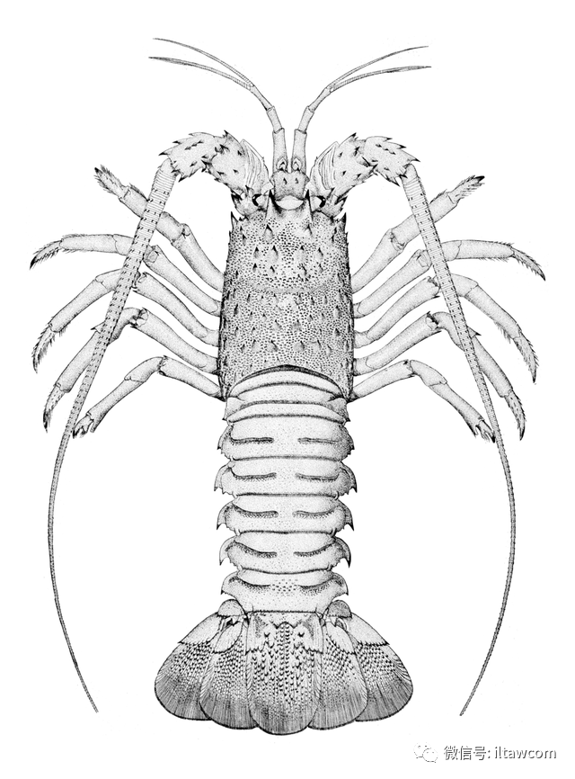 利用粘滑现象制噪驱敌的断沟龙虾