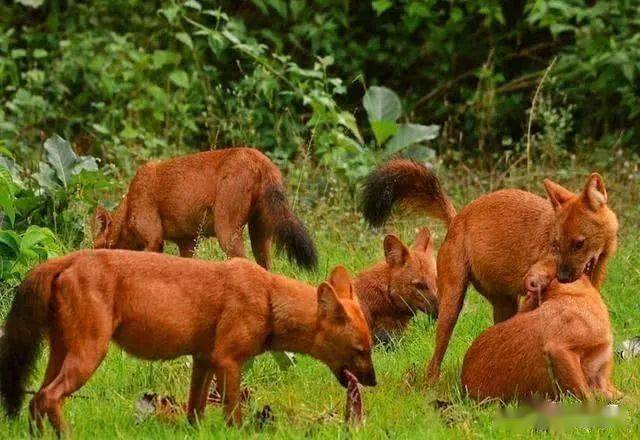 農村老人說的紅毛狗是什麼動物為啥現在很難見到了四點原因