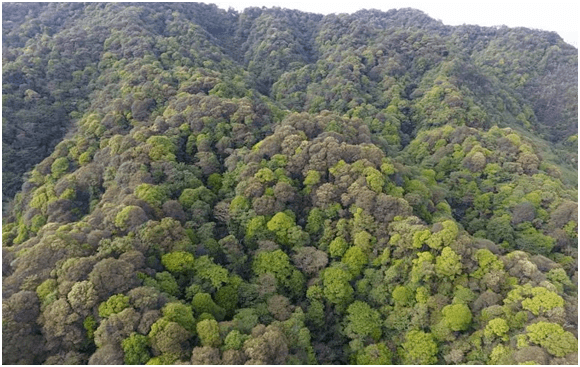 保护区以常绿落叶阔叶混交林,水源涵养林及珍稀野生动植物为保护对象.