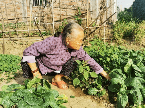 厉害了!三角这位百岁老人摘菜煮饭样样行