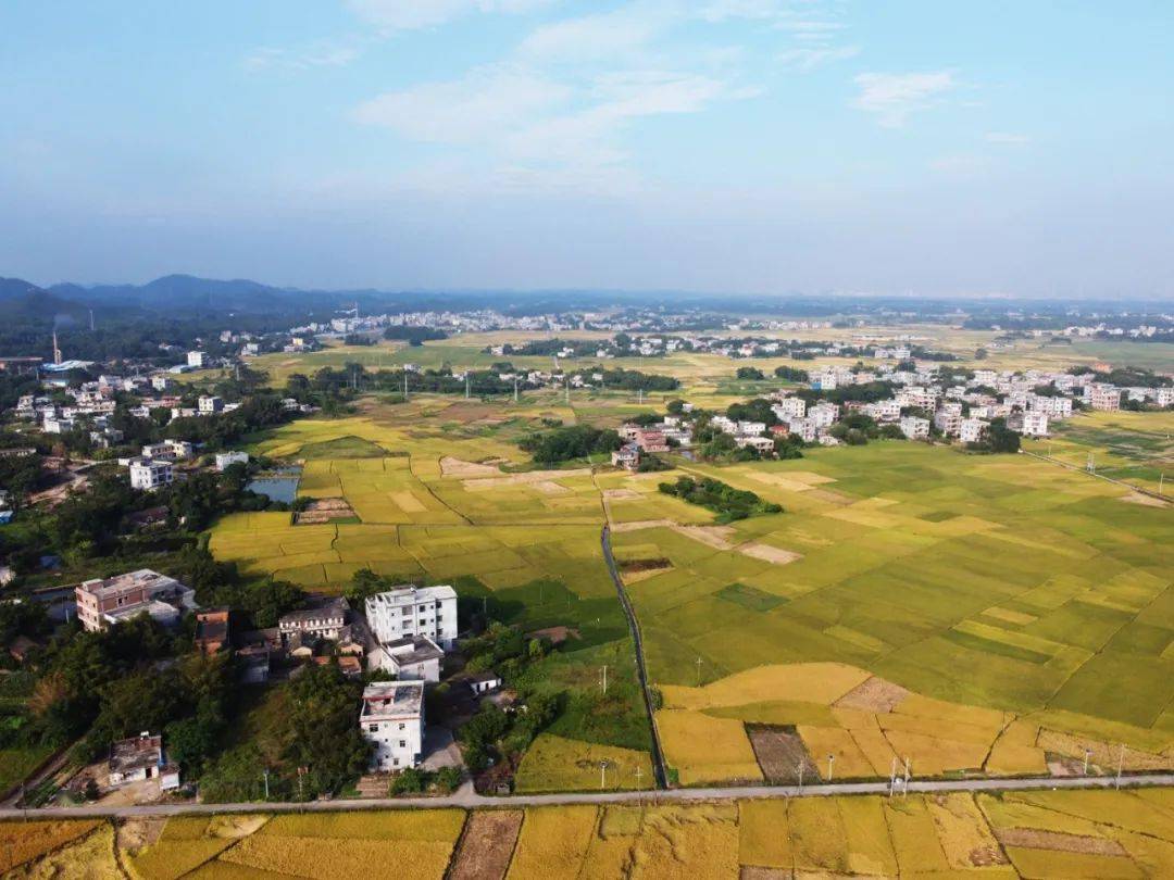 钦南区康熙岭镇的这片稻田,美得很!_钦州市