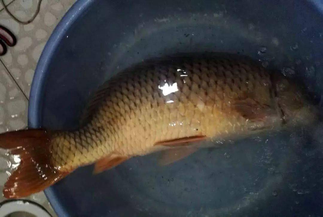 钓获一条12斤的大鲤鱼四川人管它叫莽子