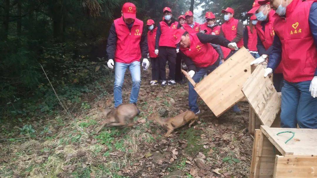 株洲环保志愿者微信卖“野味”打碎了发财梦