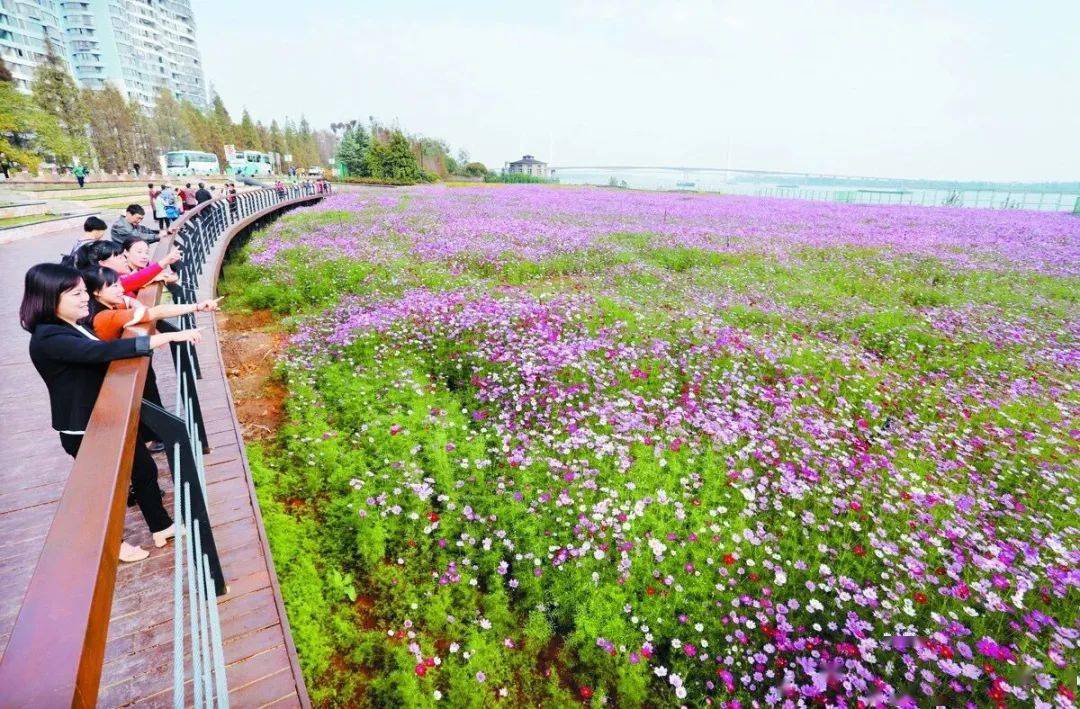 黄石港区沈家营江堤边的"花海"由于天气晴好,近日,正是波斯菊开花的