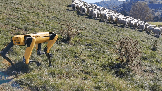 robotic sheep herding 机器人放羊
