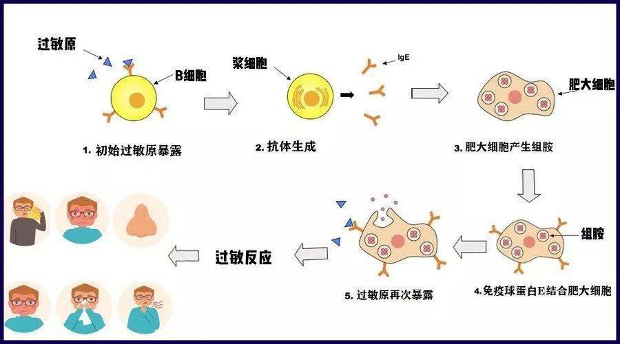 而这两种蛋白质中,fel d1更容易引发人类的过敏反应,96%的猫过