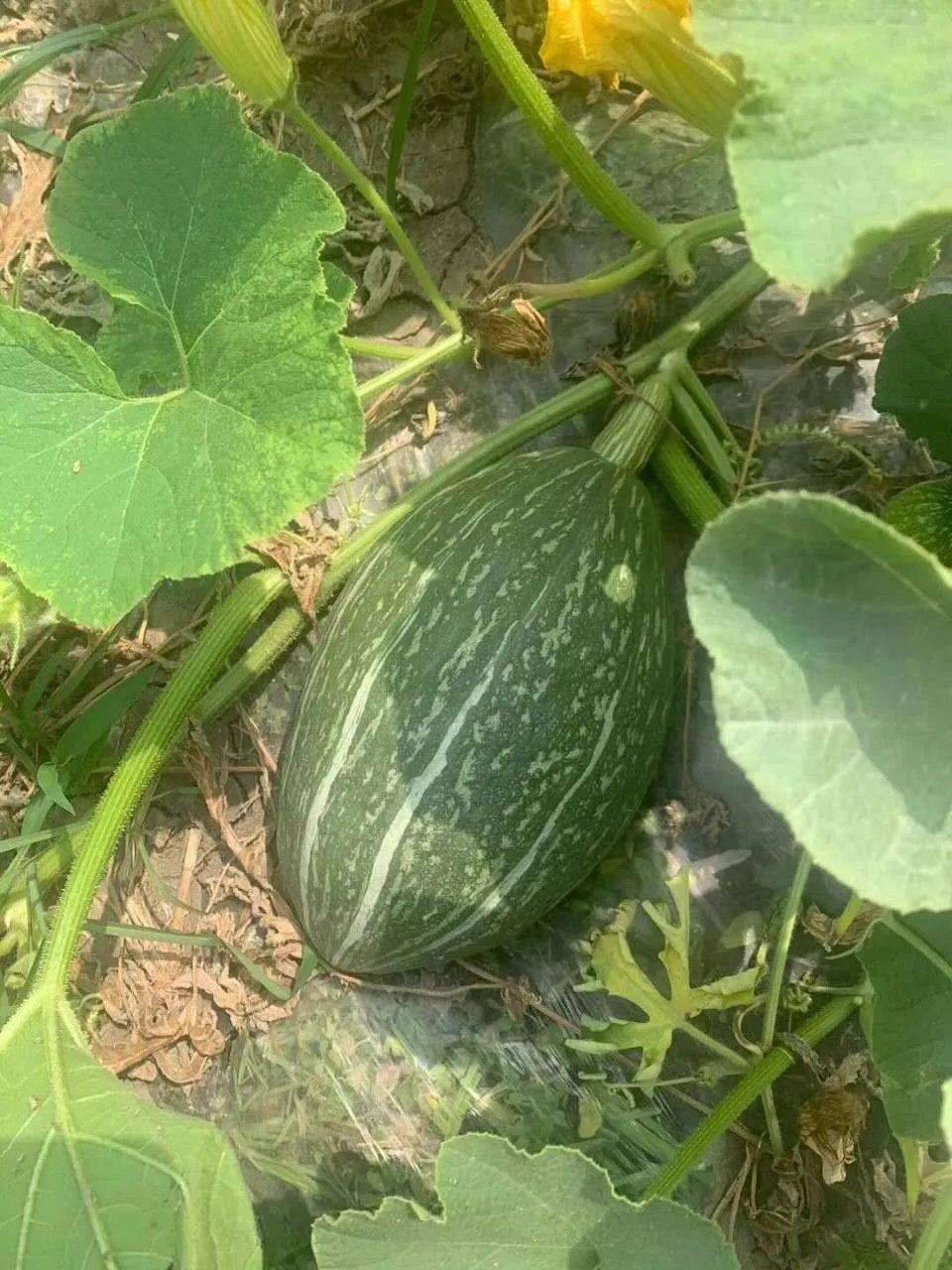 佳和超市比板栗还粉糯香甜的橄榄蜜南瓜