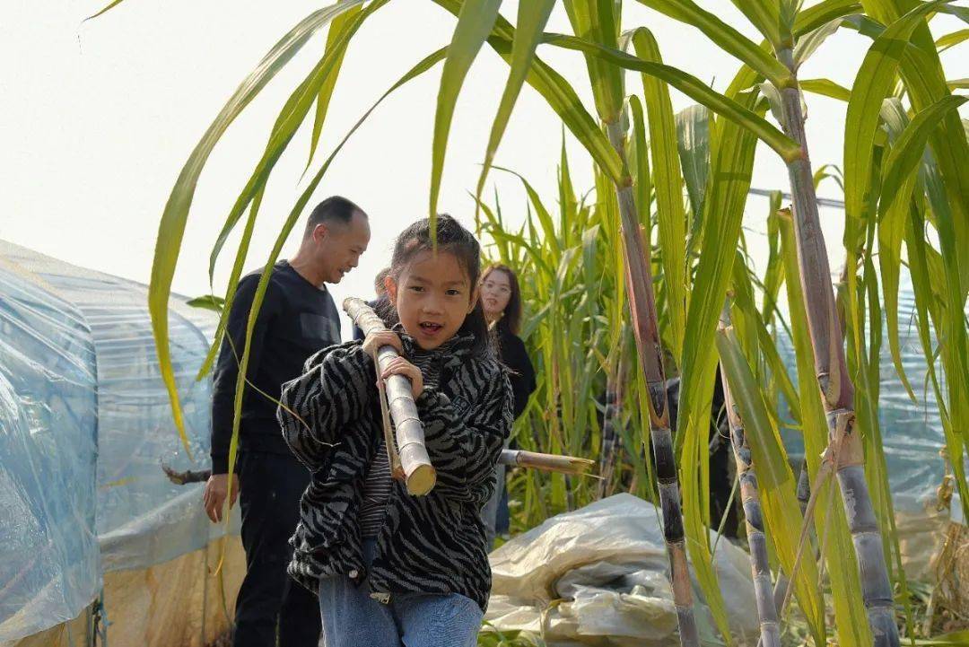 砍甘蔗,挖红薯……_手机搜狐网