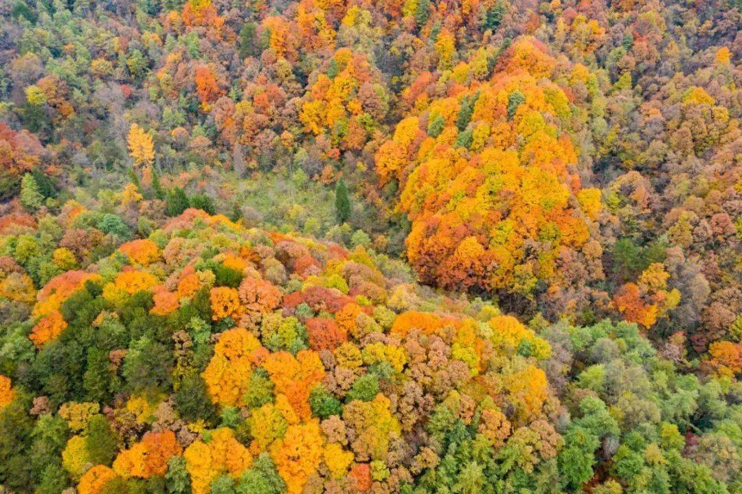 此时,光雾山秋景正盛请你一同入画卷遇见漫山红叶邂逅唯美秋色78综