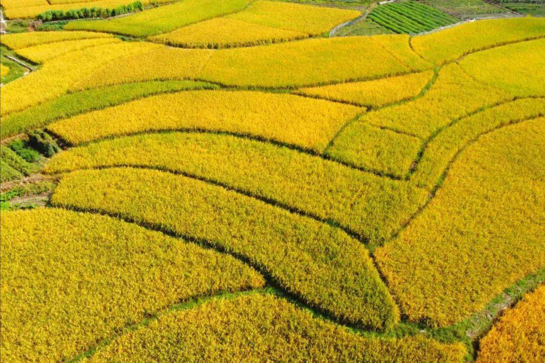 金稻香如浪这个秋天带你去罗定苹塘镇看中国最美田园