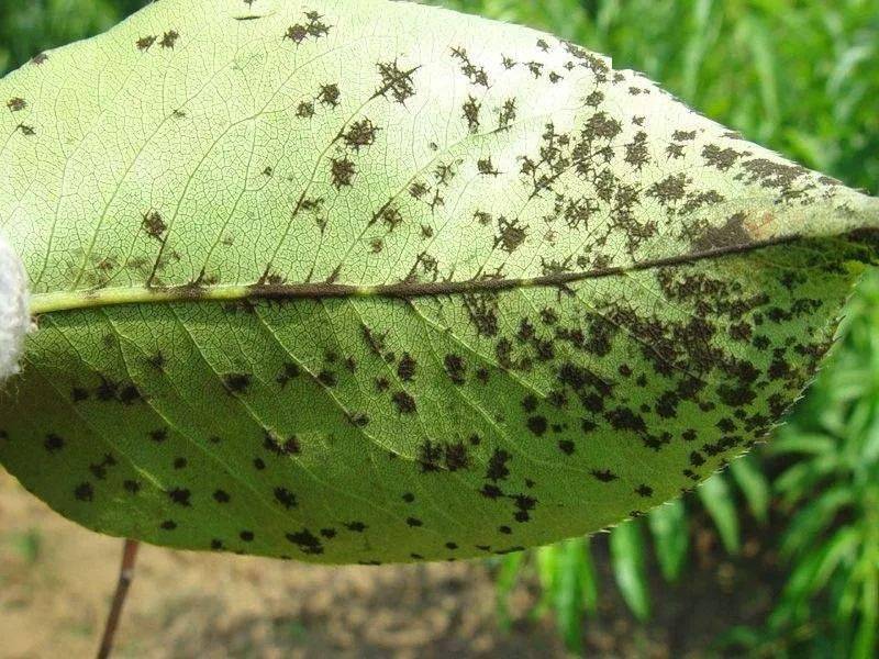 梨树黑星病作用方式苯醚甲环唑水分散粒剂为米黄至棕色细粒.