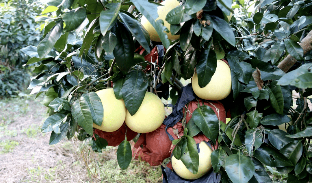 柚是一年采摘时云安的三红蜜柚熟啦好吃