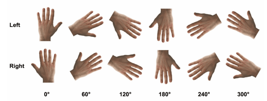 运动想象科普系列手部心理旋转任务handmentalrotationtaskhmrt