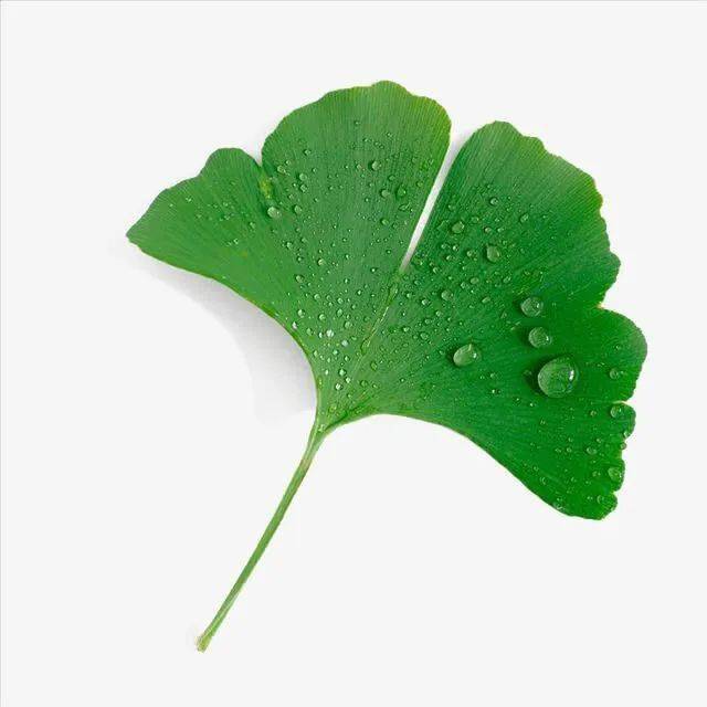 长倒卵形或倒卵状椭圆形,先端尾尖,不知道为什么,小木看到这个小叶子