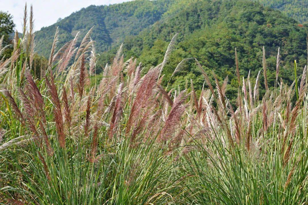大片大片的粉紫色野生斑茅草,瞬间就击中了少女心,它们无人打扰,肆意