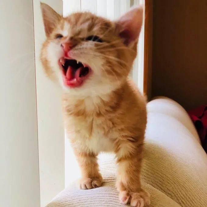 喵星人打哈欠的瞬间,感受下它们的恶龙咆哮