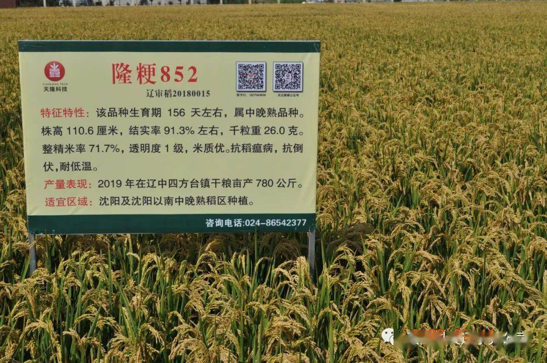 天隆小课堂稻谷出米率低该怎么办