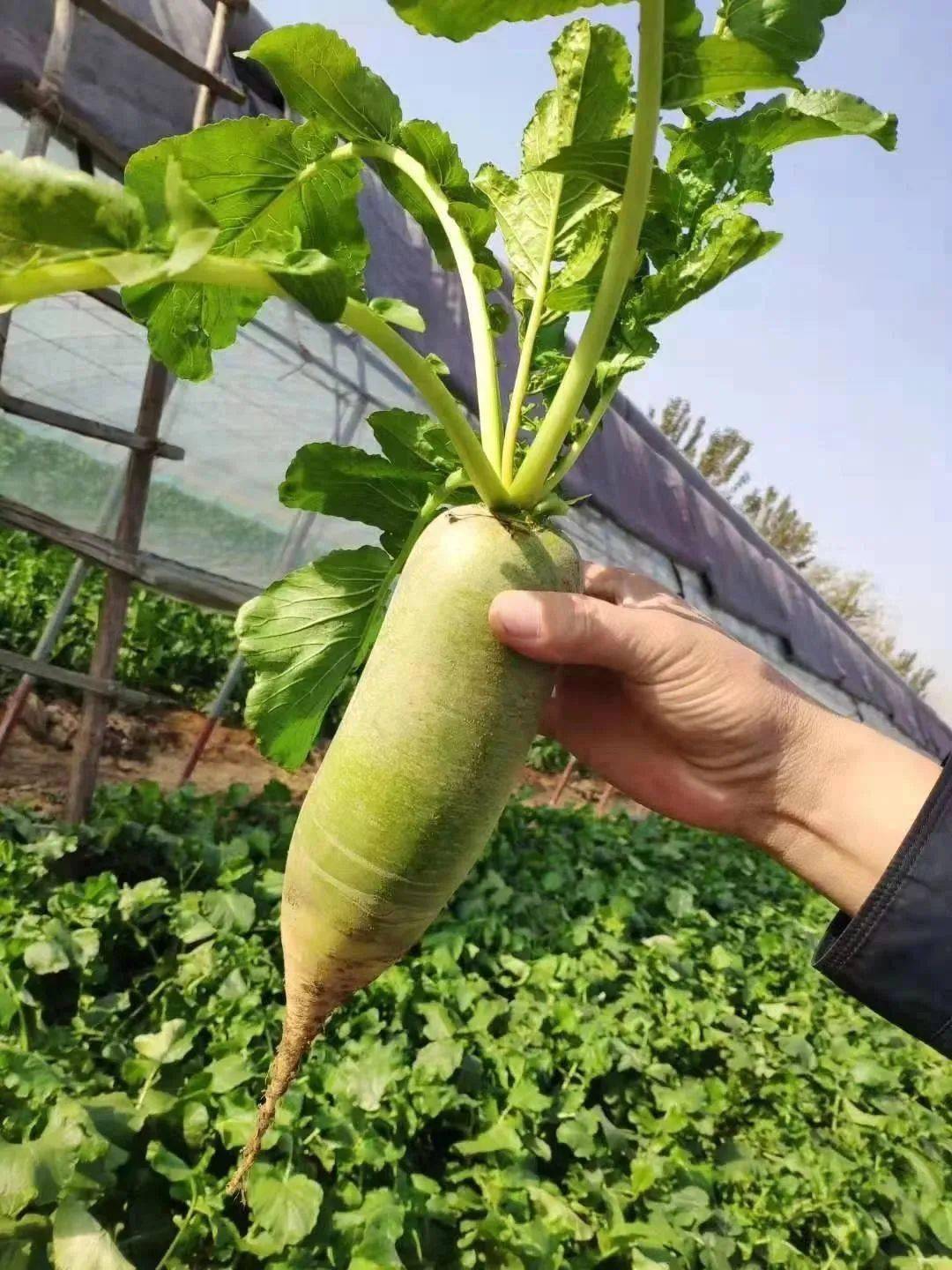 [静海公众号] 静海人为嘛这么爱吃萝卜?