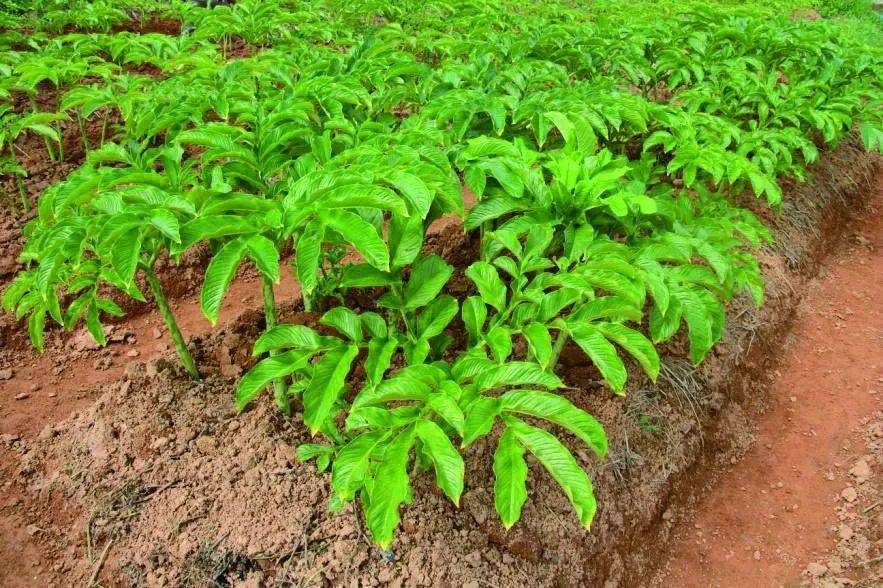 【风味台山】这个季节,台山人必喝的汤是……_鸡爪