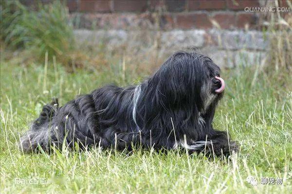 其實這些都是中國本土犬類你認識幾種