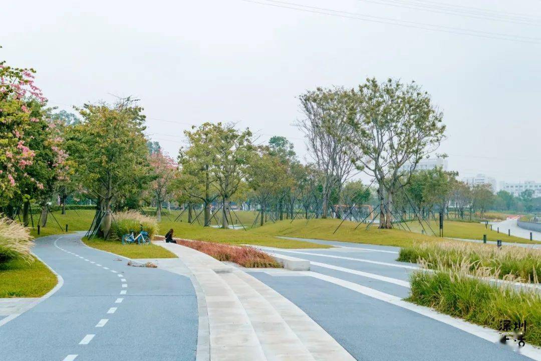 神仙颜值曝光宝安茅洲河碧道开园啦还能邂逅水上花海