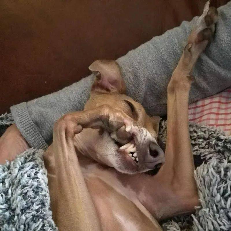 你们这些铲屎官,养宠物就是为了搞笑吗?