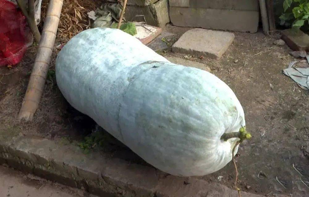 视频丨60公斤重的冬瓜见过没松阳有