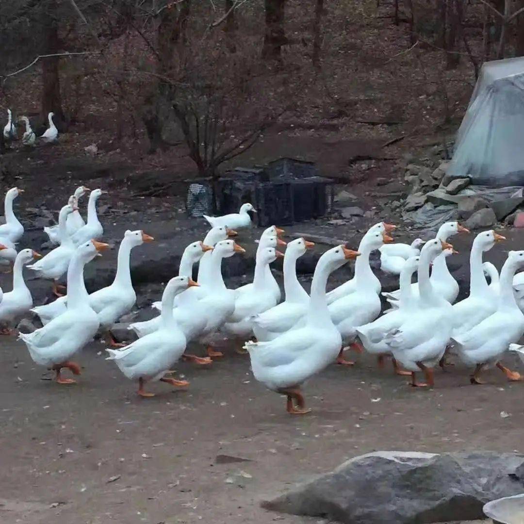 万圣节福利散养10月以上纯林间笨大鹅只需118元