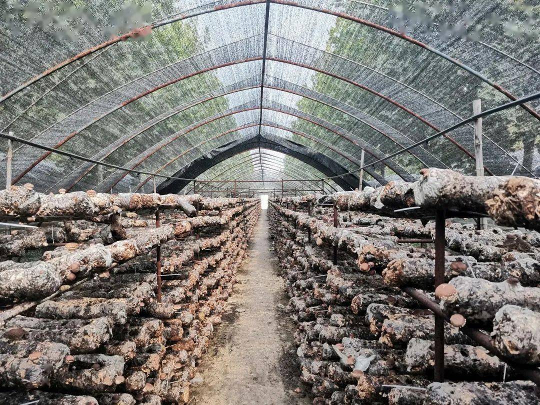 献县这个村的小香菇"香"了幸福生活_种植